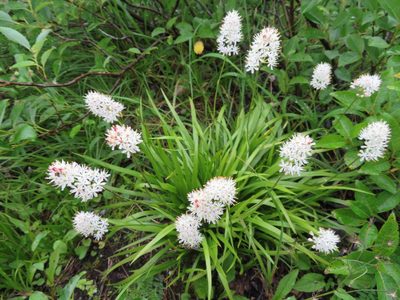 Triantha japonica, photographed by Marco Mussita