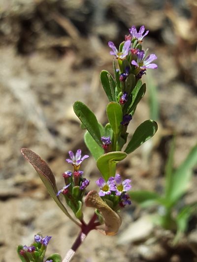 Lythrum tribracteatum, photographed by Alex Abair