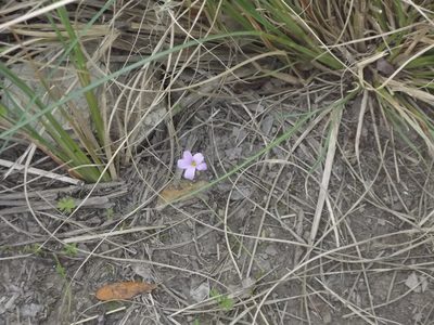 Oxalis stellata, photographed by Ludwig Muller