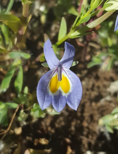 Downingia bacigalupii, photographed by Alex Abair