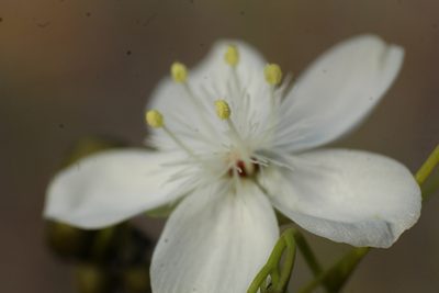 Drosera pallida, photographed by Em Lamond