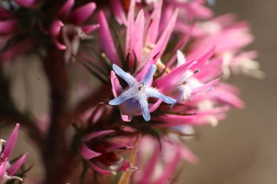 Andersonia caerulea, photographed by Em Lamond