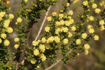 Acacia browniana, photographed by Em Lamond