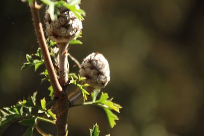 Petrophile diversifolia, photographed by Em Lamond