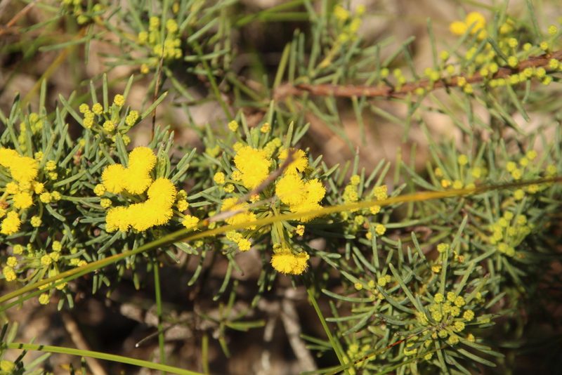 Acacia sulcata, photographed by Em Lamond