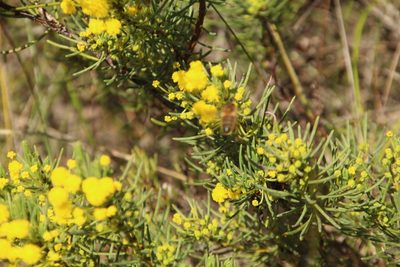 Acacia sulcata, photographed by Em Lamond