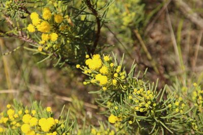 Acacia sulcata, photographed by Em Lamond