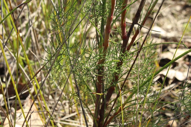 Stirlingia tenuifolia, photographed by Em Lamond