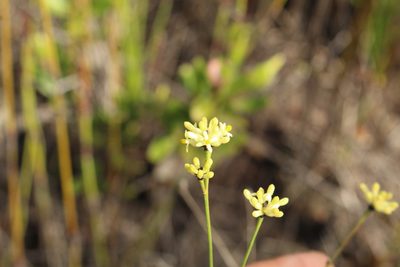 Stirlingia tenuifolia, photographed by Em Lamond