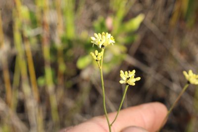 Stirlingia tenuifolia, photographed by Em Lamond