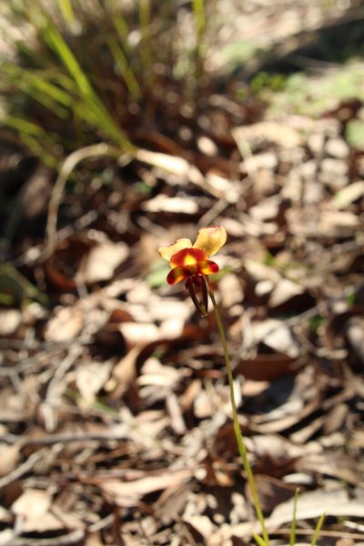 Diuris littoralis, photographed by Em Lamond