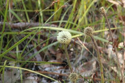 Dasypogon bromeliifolius, photographed by Em Lamond