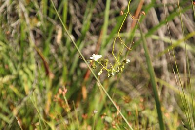 Drosera pallida, photographed by Em Lamond