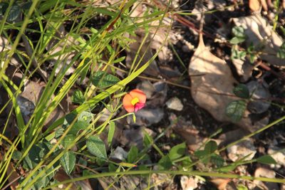 Chorizema rhombeum, photographed by Em Lamond