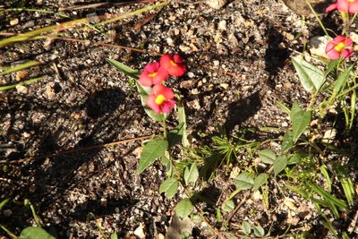 Chorizema rhombeum, photographed by Em Lamond