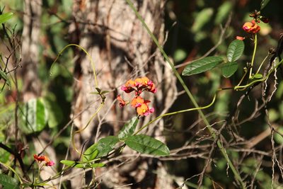 Kennedia coccinea, photographed by Em Lamond