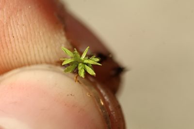 Calymperastrum latifolium, photographed by Em Lamond