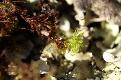 Calymperastrum latifolium, photographed by Em Lamond