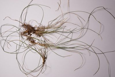Poa angustifolia, photographed by Patrick Hacker
