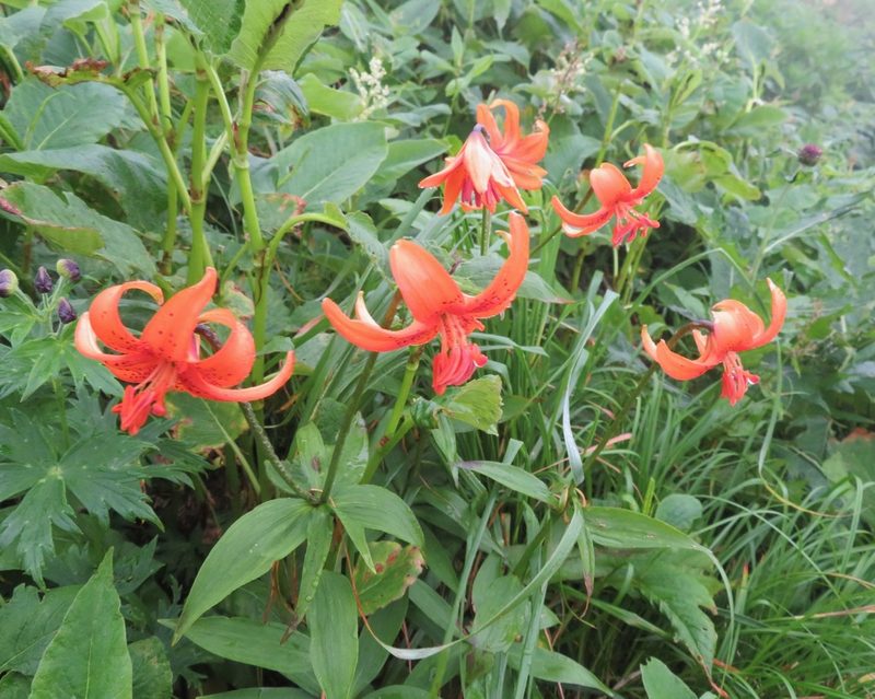 Lilium medeoloides, photographed by Marco Mussita