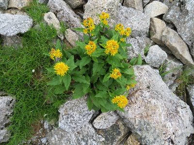 Solidago decurrens, photographed by Marco Mussita