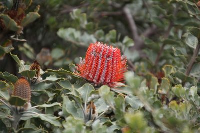 Banksia coccinea, photographed by Em Lamond