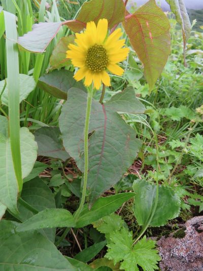 Arnica unalaschcensis, photographed by Marco Mussita