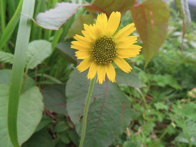 Arnica unalaschcensis, photographed by Marco Mussita
