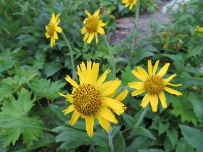 Arnica unalaschcensis, photographed by Marco Mussita
