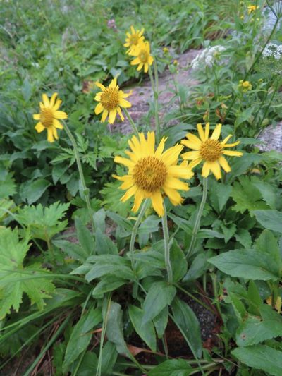 Arnica unalaschcensis, photographed by Marco Mussita