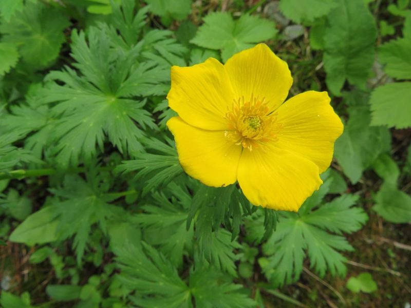 Trollius shinanensis, photographed by Marco Mussita