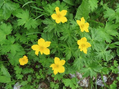 Trollius shinanensis, photographed by Marco Mussita