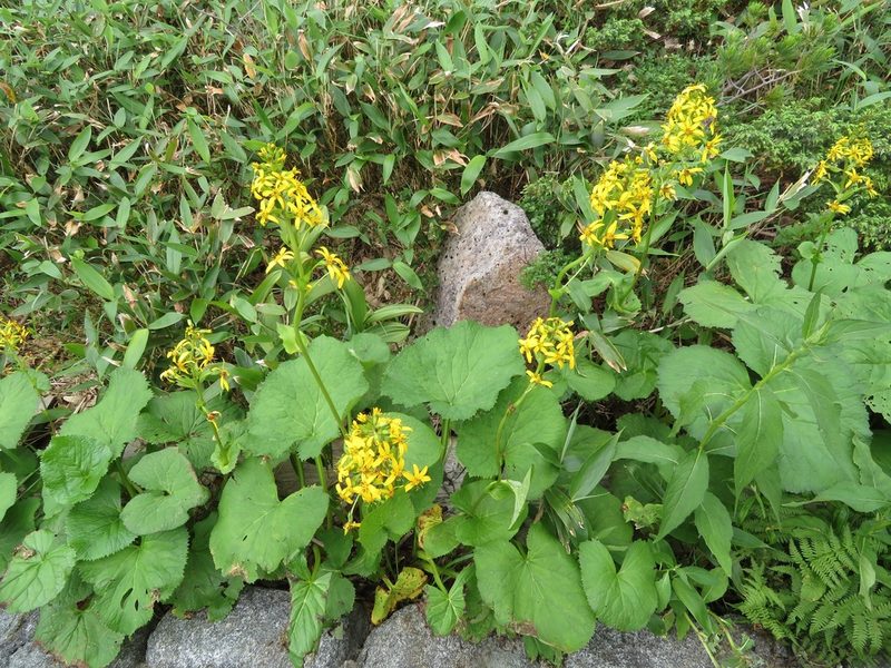 Ligularia fischeri, photographed by Marco Mussita
