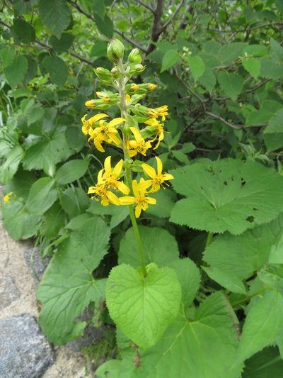 Ligularia fischeri, photographed by Marco Mussita