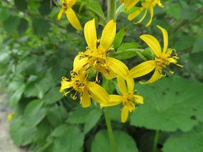 Ligularia fischeri, photographed by Marco Mussita