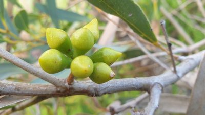 Eucalyptus diversifolia, photographed by Andrew Thornhill