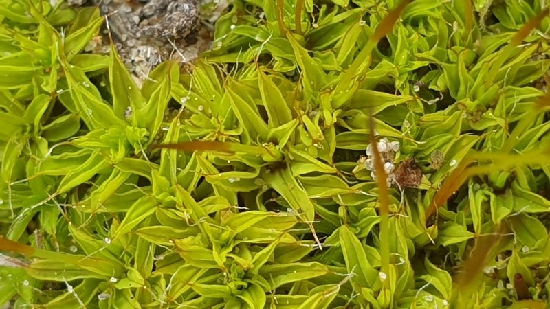Syntrichia antarctica, photographed by Andrew Thornhill