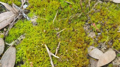 Syntrichia antarctica, photographed by Andrew Thornhill