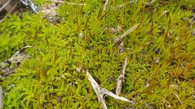 Syntrichia antarctica, photographed by Andrew Thornhill