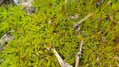 Syntrichia antarctica, photographed by Andrew Thornhill