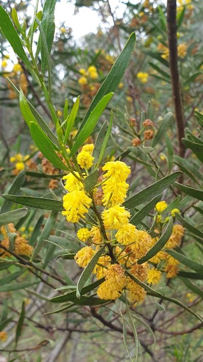 Acacia dodonaeifolia, photographed by Andrew Thornhill