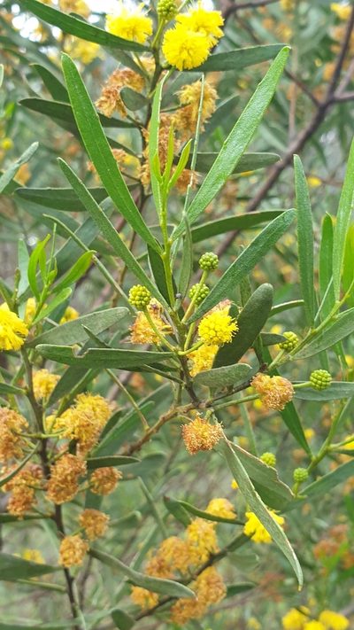 Acacia dodonaeifolia, photographed by Andrew Thornhill