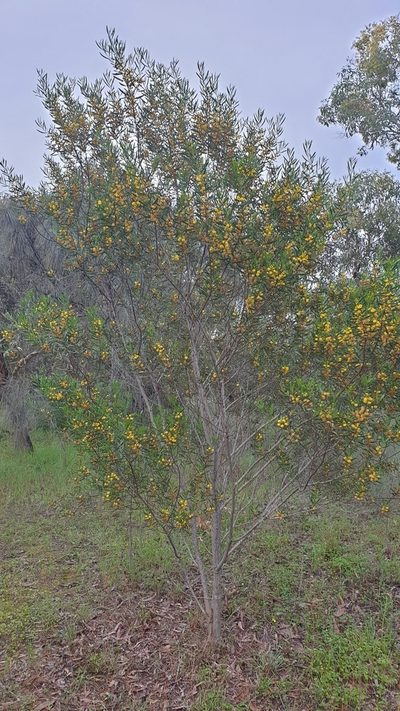 Acacia dodonaeifolia, photographed by Andrew Thornhill