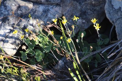 Othonna perfoliata, photographed by Tony Rebelo