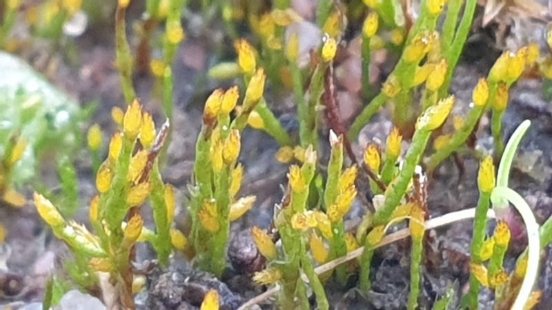 Eccremidium pulchellum, photographed by Andrew Thornhill