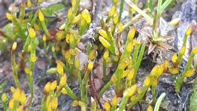 Eccremidium pulchellum, photographed by Andrew Thornhill