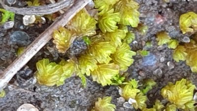 Fissidens megalotis, photographed by Andrew Thornhill