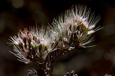Combretum mossambicense, photographed by Ryan van Huyssteen
