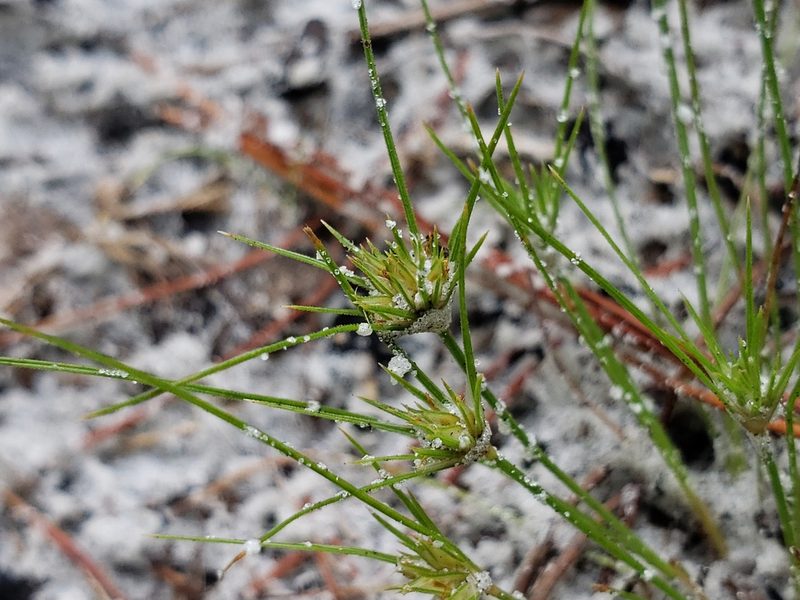 Bulbostylis stenophylla, photographed by Arturo Santos