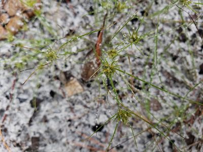 Bulbostylis stenophylla, photographed by Arturo Santos